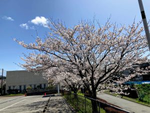 木更津市波岡公民館の桜