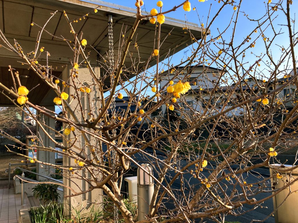 波岡公民館の玄関先に咲く蝋梅